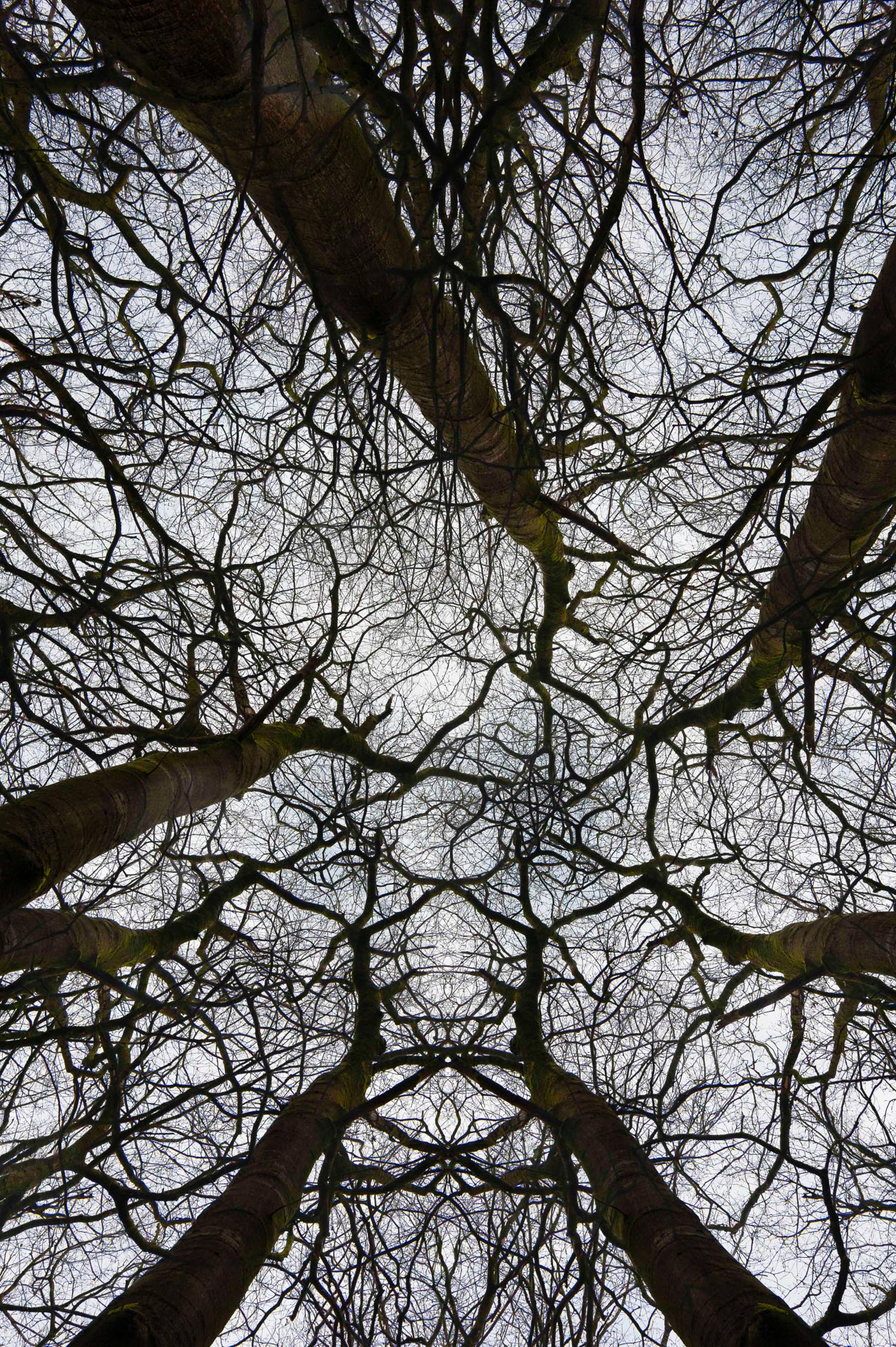 art nature-4881.jpg